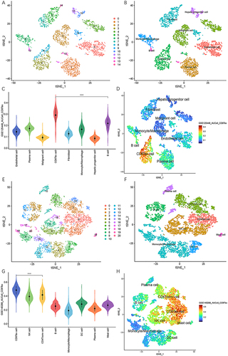 Figure 1 Single-cell landscape of HCC in GSE125449 and GSE140228 cohorts. (A) Fifteen clusters were identified by t-SNE methods in GSE125449 cohort. (B) Cell type annotation in GSE125449 cohort. (C) AUCell scores of different cell clusters in GSE125449 cohort. (D) Feature plot of AUCell scores in GSE125449 cohort. (E) Twenty-one clusters were identified by t-SNE methods in GSE140228 cohort. (F) Cell type annotation in GSE140228 cohort. (G) AUCell scores of different cell clusters in GSE140228 cohort. (H) Feature plot of AUCell scores in GSE140228 cohort. **** P < 0.0001.