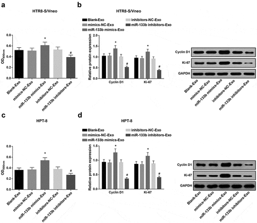 Figure 4. Elevated exosome-derived miR-133b from hUC-MSCs boosts HTR8-S/Vneo and HPT-8 cell proliferation. a) Detection of HTR8-S/Vneo cell proliferation in each group by MTT assay; b. Detection of Cyclin D1 and Ki-67 protein expression of HTR8-S/Vneo cells in each group by Western blot analysis; c. Detection of HPT-8 cell proliferation in each group by MTT assay; d. Detection of Cyclin D1 and Ki-67 protein expression of HPT-8 cells in each group by Western blot analysis; *, P < 0.05 vs the mimics-NC-Exo group; #, P < 0.05 vs the inhibitors-NC-Exo group; the data in the figure were all measurement data expressed as mean ± standard deviation; comparison among multiple groups was analyzed by one-way ANOVA, after which pairwise comparison was performed with Tukey’s multiple comparisons test.