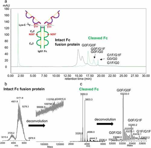 Figure 3. FcγRIIIa affinity chromatogram with (a) UV detection and (b) and (c) mass spectrometric detection of heavily glycosylated protein conjugated to IgG1 Fc (Fc-fusion protein 2). (a) Fc-fusion protein 2 analyzed as intact and cleaved by limited proteolysis with Lys-C endopeptidase. (b) Electrospray ionization (ESI) mass spectrum of intact Fc-fusion protein 2 (left) and deconvoluted mass spectrum (right). (c) ESI mass spectrum of Fc region generated by the limited proteolysis (left) and deconvoluted mass spectrum (right)