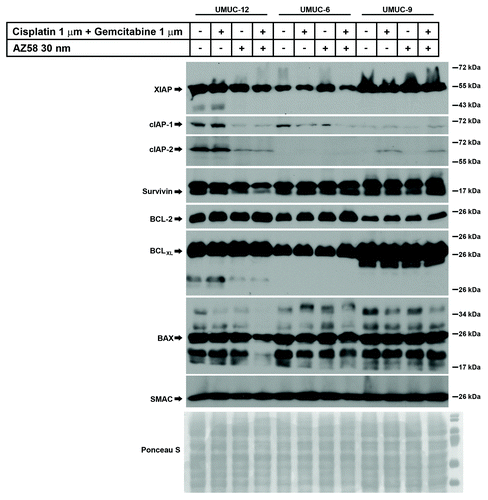 Figure 4. Degradation of cIAP-1 corresponds to cell death conditions in urothelial cancer cell lines identified as resistant to gemcitabine and cisplatin. Western blotting of urothelial cancer cell lines resistant to gemcitabine and cisplatin were subjected to various conditions as indicated. Antibodies for selected members of the IAP family, BCL family, and Smac were immunoblotted.