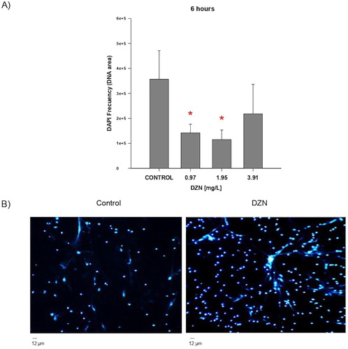 Figure 2. NETs release in fish exposed to diazinon (DZN) + PMA. (A) NETs production in controls and fish exposed in vivo to 0.97, 1.95, and 3.91 mg/L DZN for 6 h (n = 7). Before quantifying NETs, cells were incubated with PMA (200 ng/mL). Data were analysed through one-way ANOVA and Dunn’s test. *Statistically significant difference in NETs production in fish exposed with respect to control group (p < .05). Each bar represents the average ± SD. Values were calculated from the measurements in 10 randomly searched 10 microscopic fields. (B) Representative NETs image (stained with DAPI) of controls (not exposed to DZN) and neutrophils exposed to 0.97 mg/L DZN for 6 h. Before NETs quantification, cells were incubated with PMA (200 ng/mL) for 3 h. Scale bar, 12 µm.