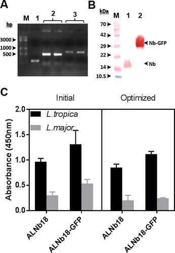 Figure 9. sfGFP fusion impact on ALNb18 expression in plate using initial and optimized expression conditions. (A) PCR reaction was performed directly on bacterial colonies after transformation with two different plasmids using two pairs of primers for plasmid with Nb sequence and Nb-sfGFP sequence (pMES4-F/R and pMES4-F/GFP-R) respectively. The DNA molecular weight marker was loaded in the first lane (M). Lane 1 represents the amplified DNA fragment from a bacterial colony containing pMES-4 plasmid as control (200 bp). Lane 2 represents duplicate of the DNA fragment resulted from the plasmid containing Nb sequence (500 bp). Lane 3 represents duplicate of the DNA fragment resulted from the plasmid containing Nb-sfGFP sequence (700 bp). (B) Western blot after 15% SDS page of pure ALNb18. The protein molecular weight marker was loaded in the first lane (M). (lane 1) and ALNb18-sfGFP (lane 2) samples (0.5 µg/lane) using rabbit anti-nanobody antibody (1:500) followed with a G-a-R-HRP (1:3000). (C) ELISA results for expressed ALNb18 and ALNb18-sfGFP in the periplasm of WK6 grown and induced under initial or optimized conditions against immobilized antigens (1 µg/well) from L. tropica and L. major. Bound conventional nanobody or sfGFP fused nanobody were detected with Rabbit-anti-nanobody (1:500). G-a-R-HRP (1:3000) was used in the following step as described before.