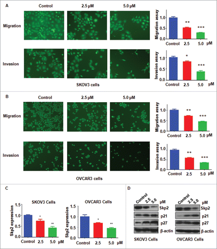 Figure 3. Inhibitory effects of NC on ovarian cancer cell migration and invasion. (A) Left panel: The inhibitory effect of NC on cell migration and invasion was detected using Transwell chambers assay in SKOV3 cells. Right panel: Quantitative results were illustrated for panel A. *P < 0.05, **P < 0.01, ***P < 0.001 compared with the control groups treated with DMSO. (B) Left panel: Cell migration and invasion were measured using Transwell chambers assay in OVCAR3 cells. Right panel: Quantitative results were illustrated for left panel. **P < 0.01, ***P < 0.001 compared with the control groups treated with DMSO. (C) The mRNA expression of Skp2 was measured by real-time RT-PCR in NC-treated ovarian cancer cells. (D) The expression of Skp2, p21 and p27 was detected by Western immunobloting analysis in NC-treated ovarian cancer cells.