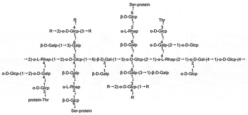 Figure 1. The dominant sequence of FYGL characterized by NMR. Rs represent the carbohydrate residues of →2,4)-α-L-Rhap-(1→, →6)-β-D-Galp-1→, Araf-(1→ or →3,6)-β-D-Galp-(1→. Protein motifs are covalently bonded with carbohydrate motifs by Ser and Thr residues in -O- linkage [Citation10]