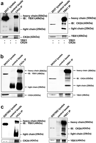 Figure 6. Interaction of CK2α and YBX1 in cancer cell lines. (a). CK2α-YBX1 complex was assessed after co-transfection of CK2α and YBX1 through immunoprecipitation followed by immunoblotting in 293T cell lines. (b and c) SKOV3 or GIST882 cell lysates were analyzed via immunoprecipitation and Western blot analysis as shown.
