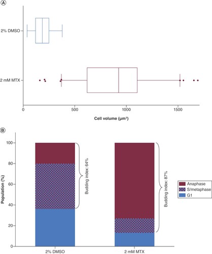 Figure 4. Mitochondria fluorescent imaging of methotrexate versus dimethyl sulfoxide-treated cells.mitotracker stained BY4743 cells treated for 20 h with 2% DMSO vehicle control (top) or 2 mM methotrexate (bottom) and captured in flow cells under BF and Cy3 Fluorescent (Mitotracker Red™) channels.BF: Brightfield; DMSO: Dimethyl sulfoxide; MTX: Methotrexate.