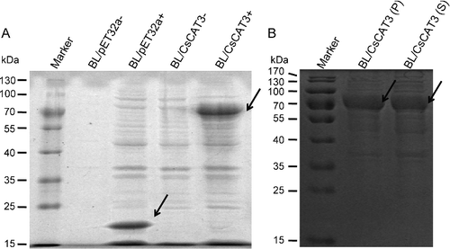 Figure 6. SDS-PAGE analysis of CsCAT3 overexpression in E. coli BL21 (DE3) strain. (A) SDS-PAGE analysis of crude extracts from E. coli carrying pET32a (lane 2, 3) or pET32a-CsCAT3 (lane 4, 5). (B) SDS-PAGE analysis of the supernatant and the cell pellets of BL/CsCAT3 cell lysates.