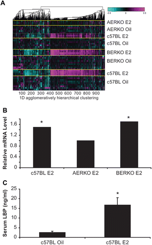 Figure 2.  Global gene expression microarray analysis in liver of C57BL, AERKO and BERKO mice after 14 day E2 treatment identify potential ERα target genes. (A) Heat Map of changes in mRNA levels in liver of C57BL, AERKO and BERKO by microarray analysis after 14 day E2 treatment. ANOVA analysis was performed to identify unique patterns of gene regulation based on ER status followed by agglomerative clustering analysis (Matlab). Each row represents the different mouse models possessing different ER status and gene regulation. Up-regulated genes (pink), down-regulated genes (aqua), and genes showing no change verses control (black). (B) Fold change of LBP in mouse liver mRNA from c57BL and BERKO mice treated with E2 showed significant increases in LBP mRNA expression (1.5 and 1.7-fold respectively) while AERKO E2 did not change. (C) Change in serum LBP protein measured by ELISA (see materials and methods) when c57BL mice were treated with E2 for 14 days, a significant (p < 0.001) increase of 6.5-fold in serum LBP was demonstrated compared to the vehicle group. Error bars indicate standard error, *p < 0.001.