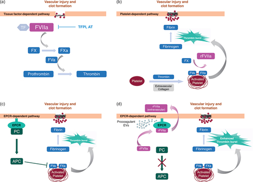 Figure 2. Coagulation events that lead to localized hemostasis at the site of vessel injury take place via TF-dependent, platelet-dependent, and EPCR-dependent pathways. (a) FVIIa binds to exposed TF at the site of injury, leading to FX activation. Subsequent formation of the prothrombinase complex (FXa:FVa) leads to the generation of a small amount of thrombin on the TF-presenting cell. TPFI and AT modulate FVIIa procoagulant activity. (b) Platelets are activated by exposed extravascular collagen at the site of the wound and by the newly-generated thrombin. Binding of infused rFVIIa to activated platelets in PwHABI generates additional FXa, which binds FVa to form prothrombinase on the activated platelet surface, ultimately producing a burst of thrombin, fibrin formation, and localized hemostasis. (c) PC binds to EPCR and is converted to APC. The anticoagulant activity of APC inactivates the coagulant cascade and prevents dysregulated procoagulant activity. (d) rFVIIa can compete for PC binding to EPCR thereby reducing PC activation to APC and enhancing thrombin burst. rFVIIa can be sequestered from the circulatory system by EPCR-mediated uptake into the extravascular space. rFVIIa can stimulate release of procoagulant extracellular vesicles (EVs) from endothelial cells.