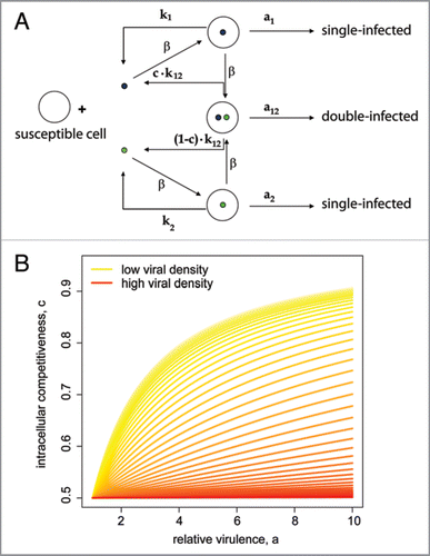 Figure 3 Competition-colonization trade-off in a two-virus system. (A) The scheme represents a two virus competition (blue, competitor; green, colonizer). Virulence, ai, is defined as cell killing rate. Competitiveness, c, is the proportion of each virus produced in a coinfected cell. (B) The plot illustrates the model prediction of a density-dependent outcome of the coevolutionary dynamics of a colonizer and a competitor in cell culture. Shown is the critical intracellular competitveness, c, defined as the fraction of colonizer offspring that a coinfected cell will produce, as a function of the ratio of the colonizer virulence to the competitor virulence, a, for different initial viral densities. For any given initial viral density, colonizers are predicted to win the competition if the viral phenotypes (a, c) fall below the respective curve. Otherwise, competitors are predicted to outcompete colonizers. For further details see reference 4.