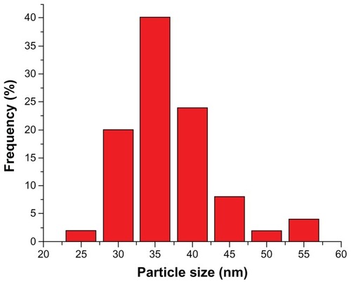 Figure 2 Size distribution of Fe3O4-nanoparticles dispersed in phosphate-buffered saline.