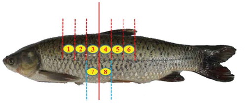 FIGURE 1 Sample locations of a grass carp (each cut was 4 cm width).