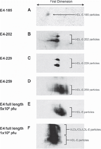 Figure 5. Two-dimensional gel electrophoresis of plasma of apoA-I−/− × apoE−/− mice infected with adenoviruses expressing full-length and truncated apoE4 forms. Plasma was obtained from mice infected with the following doses of adenovirus: 4 × 109 pfu apoE4-185 (A), 2 × 109 apoE4-202 (B), 1.5 × 109 apoE4-229 (C), 3 × 109 apoE4-259 (D), 5 × 108 pfu full-length apoE4 (E), and 1 × 109 pfu full-length apoE4 (F).