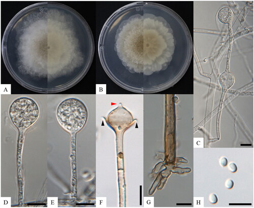 Figure 1. Morphology of Absidia microsporangia sp. nov. KNU-22-316T. (A, B) Colonies on PDA and MEA at 25 °C for seven days, obverse and reverse, respectively; (C) swelling on sporangiophores; (D, E) sporangium; (F) columellae, collars, and projections; (G) rhizoid; (H) sporangiophores. Scale bars: C–I = 10 μm. Black arrows, collars; a red arrow, projection.