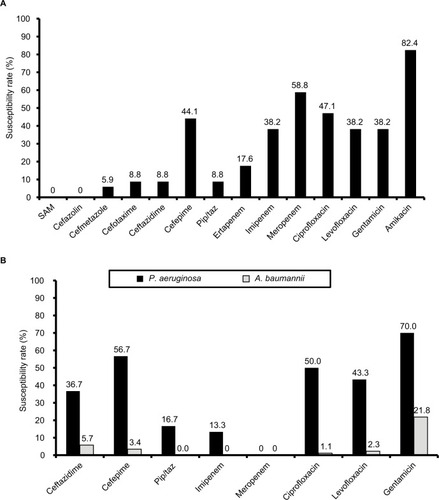 Figure 2 Antibiotic-susceptibility rates.Notes: (A) Carbapenem-insusceptible Enterobacteriaceae; (B) Pseudomonas aeruginosa and Acinetobacter baumannii complex. Abbreviations: SAM, sulbactam–ampicillin; Pip/taz, piperacillin–tazobactam.