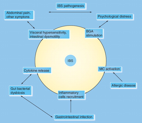 Figure 1. Mechanisms of IBS pathogenesis.BGA: Brain–gut axis; IBS: Irritable bowel syndrome; MC: Mast cell.