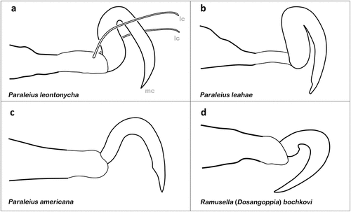 Figure 9. Examples of claws modified for phoretic behaviour (only tarsi I shown). (a) P. leontonycha (Oripodoidea) (modified after Travé Citation1960). (b) P. leahae (after Knee Citation2017). (c) P. americana (after Ermilov & OConnor Citation2020b). (d) R. (D.) bochkovi (after Ermilov & Frolov Citation2019).