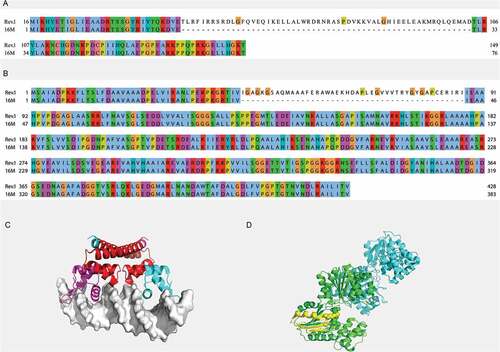 Figure 2. Regions of insertions within the MerR (A) and BMEI1570 (B) proteins of the B. melitensis Rev.1 strain. Pairwise alignment between the Rev.1 (top) and 16M (bottom) sequences was visualized using the Clustal X color scheme for residues coloring [Citation63]. (C) Crystal structure of the E. Coli copper efflux regulator homodimer (4WLS). DNA is shown as white surface. The inserted sequence 1 (RI1) is shown in red. (D) Crystal structure of the T. maritima glycerate kinase (2B8N). The inserted sequence 2 (RI2) is shown in yellow. Active site residues are shown as spheres.