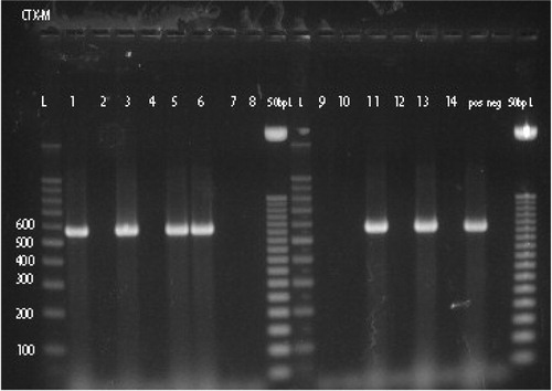 Fig. 1 PCR products of bla CTX-M (lines 1–8 and 9–14); L 100 bp ladder and 50 bp ladder. pos=positive control and neg=negative control.