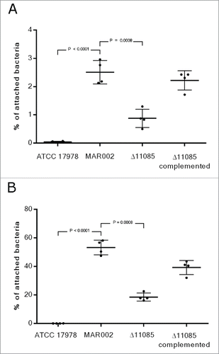 Figure 4. Quantification of bacterial adhesion to A549 human alveolar epithelial cells by A. baumannii ATCC 17978, MAR002, MAR002Δ11085 (Δ11085) and MAR002Δ11085 complemented (Δ11085 complemented). A) Percentage of attached bacteria after 3 h of infection. B) Percentage of attached bacteria after 24 h of infection. Four independent replicates were performed. T-student test were done and bars indicate the standard deviation.