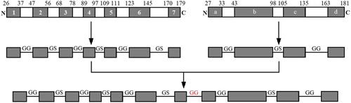 Figure 1. Resultant sequence of GRA1 and GRA7. Antigenic epitopes of GRA1 and GRA7 antigenic epitopes for Toxoplasma gondii were analysed and linked by GG and GS codons. The rare codons of the sequences were replaced with E.coli-preferred codons.
