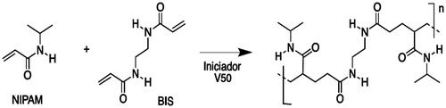 Scheme 1. Schematic representation for the pNIPAM polymerisation.