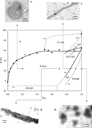 Figure 4.  POPC/Cer binary phase diagram and Cer-induced morphological alterations. The full lines are experimentally determined and have quantitative accuracy. The dotted lines (except L7) are the best estimates based on thermodynamic rules, photophysical parameters of the probes and TEM micrographs. The line L7 is based on the t-PnA excitation spectra, and the TEM observations, and is independent of the rest of the diagram. The gray dashed-dotted line is taken from [22]. Abbreviations correspond to: F – fluid phase; G1 – POPC-rich gel phase; G2 – Cer-rich gel phase; G3 – highly ordered Cer-rich gel phase. See text for other details. TEM micrographs correspond to the following compositions: 20 (A), 70 (B), 92 (C) and 100 (D) mol% Cer.