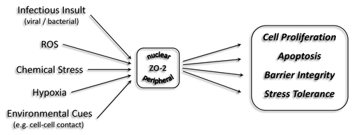 Figure 3. Functions of ZO-2 beyond cell-cell adhesion. The expression and intracellular distribution of the junctional MAGUK protein ZO-2 is influenced by various extrinsic and intrinsic cues, including cellular stress and cell-cell contact. In response ZO-2 affects diverse cellular processes, including cell proliferation, apoptosis, stress tolerance and barrier integrity by directly or indirectly influencing gene expression, ultimately feeding into various cell signaling pathways.