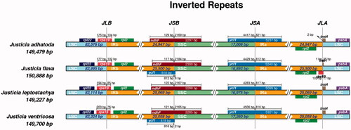 Figure 3. Comparison of LSC, SSC, and IR boundaries of four Justicia species. The genes around the border are shown above or below the central horizontal thick line representing the genome. The Latin names and plastome length are shown on the left. JLB, JSB, JSA, and JLA represent the junction sites of LSC/IRb, IRb/SSC, SSC/IRa, and IRa/LSC, respectively. The distances from the start and end of different genes to the junction sites are displayed above and below the corresponding genes.