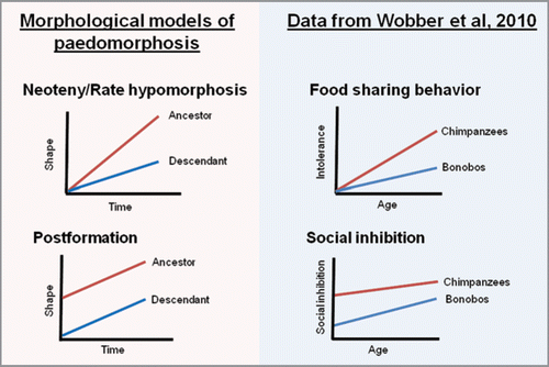 Figure 1 Depictions of the patterns found in our recent studyCitation23 in comparison to models of paedomorphosis.Citation8 Bonobos appear to exhibit neoteny or rate hypomorphosis in their ontogeny of intolerant behavior, while in their patterns of social inhibition across two tasks they appear to exhibit postformation, the process found to create paedomorphosis in aspects of the bonobo cranium.Citation8