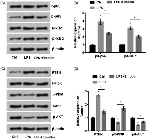 Figure 3. Emodin blocked NF-κB while activated PTEN/PI3K/AKT pathways in HaCaT cells. (A–D) The phosphorylation of NF-κB and PTEN/PI3K/AKT pathways related factors were detected by western blot. *p < .05.
