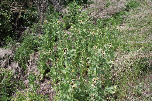 Figure 3. Several black henbane plants courtesy of Nicole Kimmel – Weed Specialist, Alberta Agriculture and Forestry.