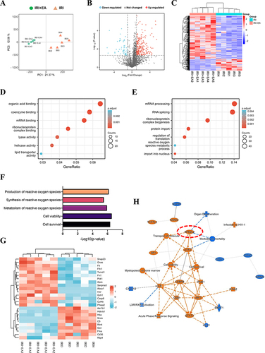 Figure 3 Quantitative proteomics analysis of livers after IRI. (A) Principle component analysis (PCA) of profiles of each specimen’s protein expression revealed between each group. (B) Volcano plot of DEPs. (C) Heatmap of DEPs. (D–F) The molecular functions and biological processes enrichment analysis of DEPs. (G) The DEPs involved in the production of reactive oxygen species. (H) DEPs-upstream regulators-biological processes interaction network constructed by IPA.