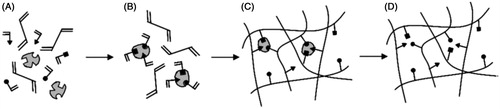 Figure 1. (A) Solution mixture of template, cross-linking monomer, and functional monomers (triangles, squares, circles), (B) complex formation between functional monomers and template via covalent or non-covalent chemistry, (C) the formation of the polymer network typically via free radical polymerization, and (D) template removal step which leaves binding sites specific to the original template (Reproduced with permission from John Wiley & Sons; Kryscio & Peppas, Citation2009).