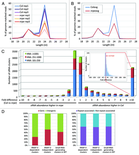 Figure 1. Small RNA-generating loci are suppressed in nrpe mutants. (A) Small RNA size profiles in wild-type (Col) and a null mutant of NRPE1 (nrpe) replicate libraries, normalized to the percentage of 21 nt abundance in wild-type libraries. For each size class, small RNA abundance (excluding structural RNA) was calculated as a percentage to the sum of abundances of total genome-matched reads. (B) Averaged percentage of abundances in small RNA size classes, calculated from data in (A); “Col avg” or “nrpe avg” indicate the averaged values for each set of three libraries. (C) Number of clusters impacted in the nrpe mutant, based on summed small RNA abundances per cluster. For each cluster, we compared the average of small RNA HNA of three Col libraries to the average of small RNA HNA of three nrpe libraries. The ratio of Col vs. nrpe is used when the HNA of Col libraries is greater than that in nrpe libraries, while the ratio of nrpe vs. Col is used when the HNA of nrpe libraries is greater than that in Col libraries (shown as negative values). The inset graph (note the reduced y-axis) expands to the full range of the fold differences to explain the high value of the “≥ 10” column; the basis for the high “≥10” bar is a very long tail of low frequency clusters highly impacted in nrpe. (D) Genic vs. non-genic and repeat- vs. non-repeat-associated characteristic of RNAP V-dependent small RNA clusters based on the TAIR version 9 annotations. RNAP V-dependent (“RNAP V-dpt”) and RNAP V-independent (“RNAP V-indpt”) clusters were defined as described in text. A total of 11,667 small RNA-generating, 2,201 RNAP V-dependent and 7,680 RNAP V-independent clusters were analyzed.