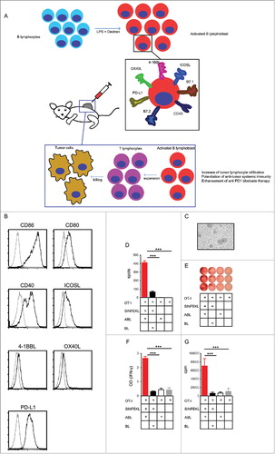 Figure 1. ABLs express costimulatory ligands and are very efficient activators of T-immune responses. A) Rationale of ABL therapy. B lymphocytes are expanded and activated in vitro with Dextran and LPS. ABL are assessed for the expression of costimulatory ligands and then inoculated intratumorally. ABLs persist in the tumor for a long period of time providing costimulatory signals to tumor-infiltrating lymphocytes, promoting a further grade of expansion and triggering a more efficient antitumor immune response. B) Flow cytometry analysis of different costimulatory ligands expressed in ABLs. C) Microscopic image of ABLs at 20X. D) IFN-γ ELISPOT performed on isolated CD8 lymphocytes from OT-I transgenic mice stimulated with 0.5 µg/ml of SIINFEKL and activated B lymphoblast (ABL) or B lymphocytes (BL). E) Dots representing the grade of activated CD8 lymphocytes that secrete IFN-γ for each condition are shown at the top of the panel, as represented on panel D (shown as triplicates of the experiment). F) Same as in C, but measuring IFN-γ by ELISA in supernatant. G) Proliferation of CD8 OT-I lymphocytes measured by 3H thymidine after three days' incubation.