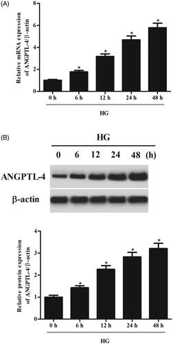 Figure 1. HG stimulation caused increase in ANGPTL-4 expression in MCs. HBZY-1 cells were treated with 5 mM glucose (NG group) or 40 mM glucose (HG group) for different hours. (A) The mRNA level of ANGPTL-4 was measured using qRT-PCR. (B) The protein level of ANGPTL-4 was detected using western blot. *p < .05.