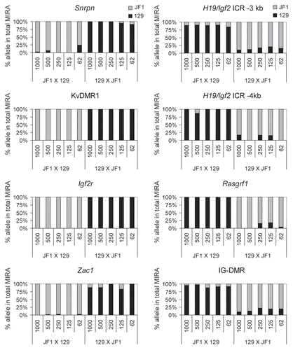 Figure 7 Measuring the ratio of CpG methylated and CpG-unmethylated alleles at maternally and paternally methylated DMRs. Allele-specific DNA methylation was measured by quantitative MIRA-SNuPE assays in normal MEFs using Sequenom 16-plex assays.Citation44 MIRA was performed from different amounts of genomic DNA as indicated under the bars in nanograms from JF1 mother X 129 father or from 129 mother X JF1 father crosses (maternal allele comes first). The percent allele-specific DNA methylation is shown at the maternally methylated (to the left) and paternally methylated (to the right) DMRs. Alternative SNPs were included for the H19/Igf2 ICR (-3 kb and -4 kb from the transcription start site of H19). The ratio of allele-specific CpG methylation at a specific region was expressed as percent of 129 (black bars) or JF1 (grey bars) alleles in the total (129 + JF1 or 100%) of MIRA-enriched DNA. Standard deviations are indicated as error bars. The MIRA-SNuPE is quantitative at 62 ng of DNA.