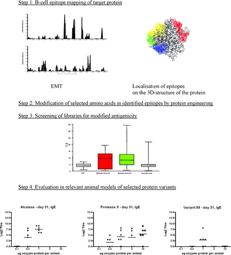 FIG. 5 Example of EMT guided epitope engineering. Step 1: The three-dimensional structure of the target protein was subjected to the EMT including amino acids with a minimum RSA of 50% (top) and 30% (bottom), respectively. Thus, amino acids potentially involved in antibody-binding are identified, as well as the probability by which they do (the epitope fingerprint). This information is put on the structure of the study protein, and will typically identify patches of amino acids (epitope areas). Step 2: The epitope information in combination with information provided by stability and performance (functionality) studies, an qualified selection of amino acid positions to be modified without loosing functionality, can be made. Using the EMT, the impact on the epitope finger print of each potential exchange in each of the selected positions can be evaluated before actually performing epitope engineering. Step 3: Protein variants are purified from the culture broth using a micro-purification procedure, and are screened in an immunochemical assay format (typically ELISA) to identify those variants with modified antigenicity. The figure shows the variation of the test when performed 96 micro-purified on the parental proteins (wt), on two epitope libraries covering the red epitopes and green epitope, respectively, in Step 1, as well as on a library obtained by random mutagenesis of surface exposed amino acids. Only the epitope engineered libraries showed a significantly different antigenicity profile as compared to the wt and randomly mutagenised library. Step 4: The antigenicity data are combined with data from stability and performance/functionality tests, and variants of interest are selected for in vivo evaluation of their immunogenicity.