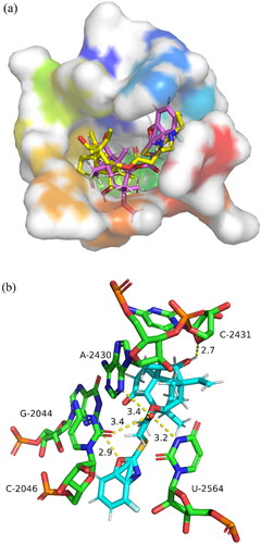 Figure 6. Description of docking poses of compound 50 to the residues of 1XBP.