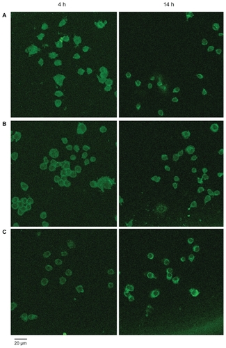 Figure 4 Confocal microscopy images of macrophage–Qdot hybrids at four hours (left panel) or 14 hours (right panel) post-treatment. A) QD525 incubated with untreated macrophages (control); B) Macrophage–T-Qdot hybrids; C) Macrophage–S-Qdot hybrids.Notes: Original magnification, ×630.Abbreviation: Qdot, quantum dot.