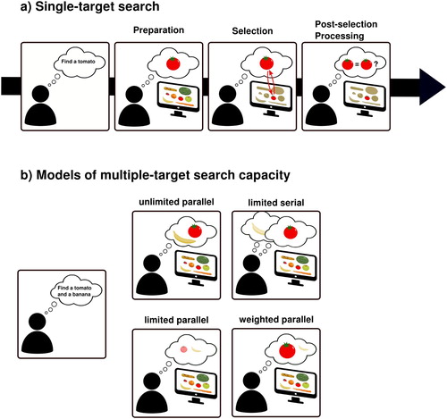 Figure 1. Models of visual search. (a) The canonical sequence of visual search stages. When an individual sets out to look for an object (e.g., a tomato), first a template needs to be prepared and set up in VWM (preparation stage). Once the search display appears and the visual input enters the system, the template, through recurrent feedback mechanisms, interacts with the visual information and guides attention towards regions that match the target feature(s). Finally, the template may be used to confirm that the selected information is indeed what an observers was looking for. (b) Theoretical possibilities for the capacity of multiple-target search. Search for multiple targets can be subject to unlimited processing (multiple targets can be sought for at the same time with similar efficiency), limited parallel processing (multiple targets can be sought for at the same time, but the more targets are searched for, the less efficient search becomes), limited serial processing (only one item can be processed at a time, and observers need to alternate between searching for each target), or weighted parallel processing (multiple targets can be sought for at the same time, but search targets differ in relative priority).