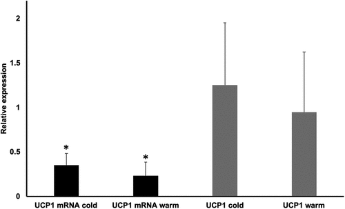Figure 1. Mean differences in uncoupling protein one (UCP1) mRNA expression and protein concentrations between cold (Dec 1-Mar 31) and warm (Apr 1-Nov 30) periods of the year (for the Northern hemisphere). *Significant differences. Values are presented as means and standard deviations