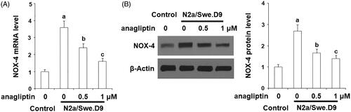 Figure 3. Anagliptin (0.5, 1 μM) suppresses the expression of NOX-4. Cells were incubated with 0.5, 1 μM anagliptin for 24 h. (A) mRNA of NOX-4; (B) Protein of NOX-4 (a, b, c, p < .01 vs. the previous group).