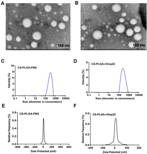 Figure 2 Physical-structural characterization of nanoparticles. TEM of CS-PLGA-PBS (A) and CS-PLGA-rOmp22 (B). Size distribution of CS-PLGA-PBS (C) and CS-PLGA-rOmp22 (D). Zeta potential analyses of CS-PLGA-PBS (E) and CS-PLGA-rOmp22 (F).