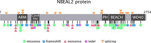 Figure 1 NBEAL2 variants in GPS patients. Schema of the NBEAL2 protein comprising the ARM (armadillo)-like domain, spanning amino acids (aa) 377–504, the Con (concanavalin) A-like lectin domain (aa 580–730), the PH (pleckstrin homology) domain (aa 1915–2040), the BEACH (beige and Chediak-Higashi syndrome domain (aa 2053–2345) and WD40 repeat domains (2463–2722), according to Sims et al.Citation8 Published missense, nonsense, frameshift, indel and splicing germline NBEAL2 variants described in GPS pedigrees (Table 1) are indicated by the symbols. Missense variants are enriched within the BEACH domain. The position of splicing variants is given according to the predicted effect at the protein level.