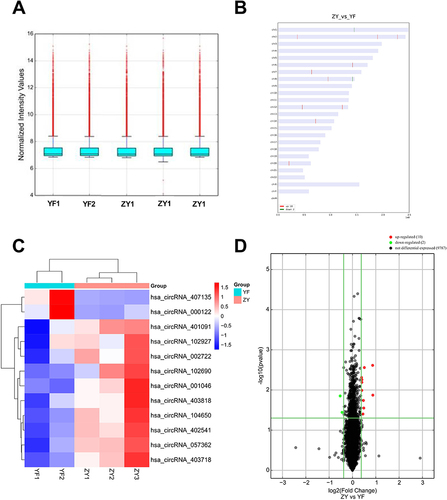 Figure 1 Identification of differentially expressed exosomal circRNAs between foot metastatic melanoma (ZY) and primary foot melanoma (YF). (A) Boxplot of chip background correction. (B) Distribution of circRNA host gene chromosomes. (C) Heatmap for cluster analysis of 12 differentially expressed circRNAs. (D) Volcano map for 12 differentially expressed circRNAs.