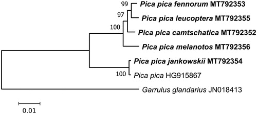 Figure 1. Maximum-likelihood phylogenetic tree for the five newly obtained complete mitochondrial genomes of Pica pica s.l., and the previously determined sequence of Pica pica (GenBank HQ915867). Garrulus glandarius (JN018413) is used as outgroup. Numbers at nodes are bootstrap support values in %.