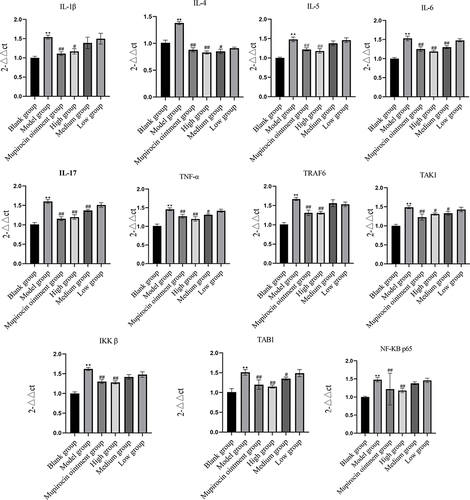 Figure 8 Comparison of IL-1β, IL-4, IL-5, IL-6, IL-17, TNF-α, IFN-γ, TRAF6, TAK1, TAB1, IKKβ, and NF-κB p65 mRNA expression levels in the skin tissue of rats in each group (x±s).