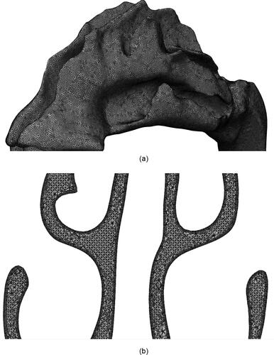 Figure 4. Zoomed in figures of the (a) nasal cavity mesh and (b) mesh slice of a plane of the nasal cavity.